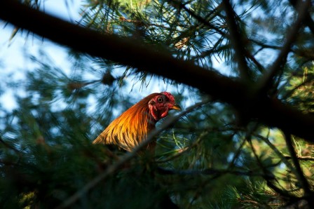 Julia_Christe_le_coq_dans_l_arbre.jpg