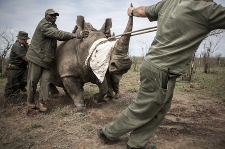 Julius Schrank rhinocéros colin maillard.jpg