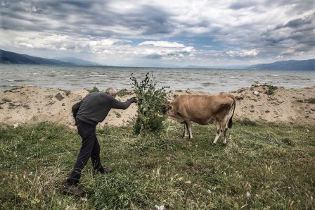 Jutta Benzenberg Albanie la vache à la plage.jpg