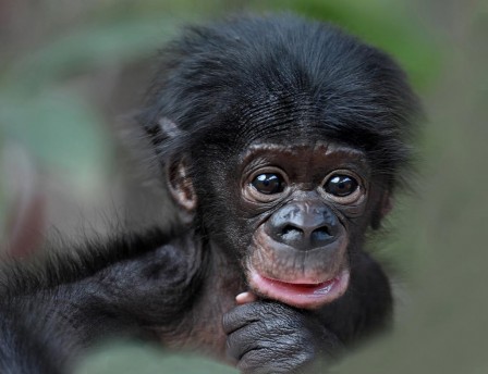 Jutta_Hof_bonobo_psychanalyste.jpg