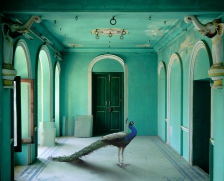 Karen_Knorr_paon_bonjour.jpg