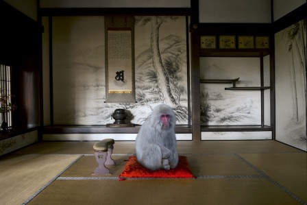 Karen_Knorr_un_singe_en_hiver.jpg