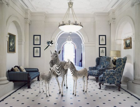 Karen Knorr zèbre la nouvelle maison.jpg