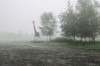 Karol Szymkowiak aire de pique nique dans la brume.jpg