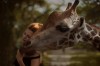 Katerina_Plotnikova_girafe_affection.jpg
