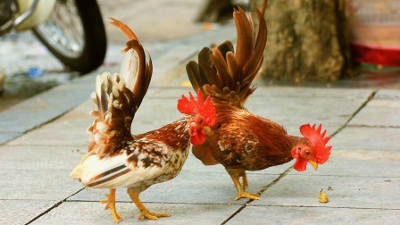 Khoi_Tran_la_decouverte_du_petit_poulet.jpg