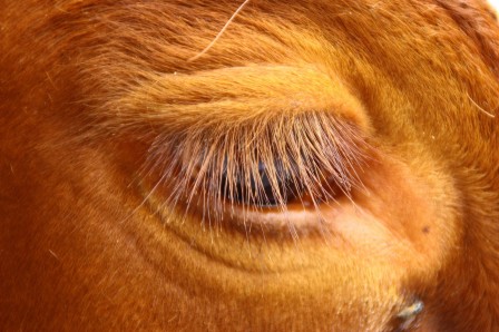 Kim_Hoa_oeil_vache.jpg