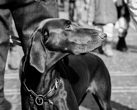 dog in profile, Freiburg, Germany