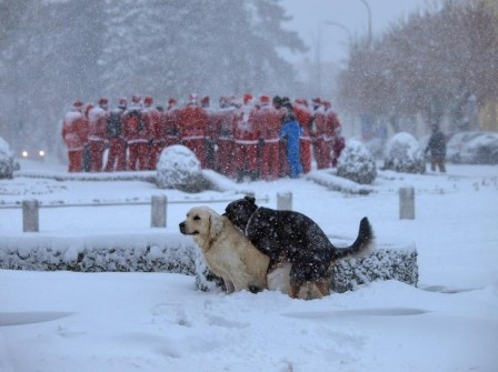 Krunoslav_Ve_enaj_chien_neige_noel.jpg