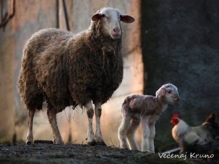 Krunoslav_Ve_enaj_mouton_agneau_coq.jpg