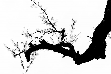 Kun_Hyo_Lee_arbre_noir_fleurs_blanches.jpg