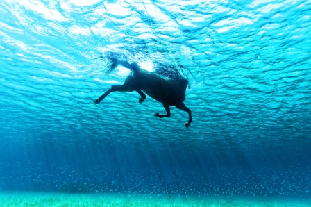 Kurt_Arrigo_comme_un_cheval_au_galop.jpg