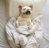 Kylie_Johnston_chien_week-end.jpg