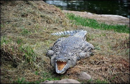 Lantana_Jovanovic_alligator.jpg
