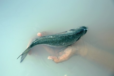Lara Zankoul le poisson dans la main.jpg