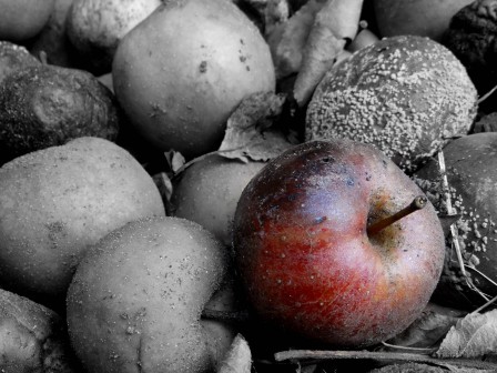 Lars_Oldach_pomme_nature_morte.jpg