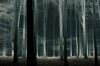 Ghost web forest
