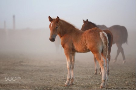 Lily Nedolya chevaux dans la brume.JPG