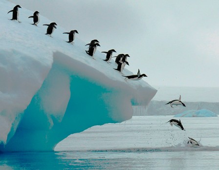 Lois Summers Adelie penguins group dive chaleur à l'eau.jpg