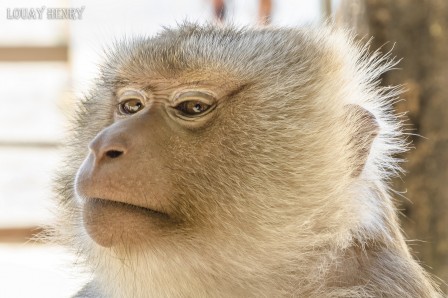 Louay_Henry_singe_pas_de_declaration_sur_les_polemiques_en_cours_no_comment.jpg