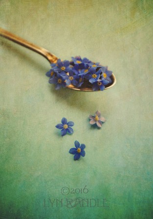 Lyn_Flossy_Randle_une_cuillere_trois_fois_par_jour.jpg, oct. 2016 Lyn_Flossy_Randle_une_cuillere_trois_fois_par_jour.jpg