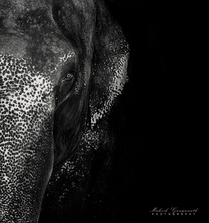 Mahesh_Ganganath_l_oeil_de_l_elephant.jpg