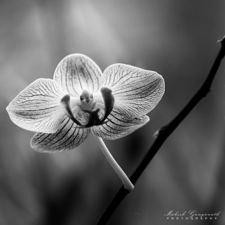 Mahesh Ganganath le visage des fleurs.jpg