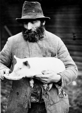 Man feeding his piglet 1909 Sweden cochon.jpg