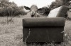 Mandy_Schoch_chevre_fauteuil_interview.jpg