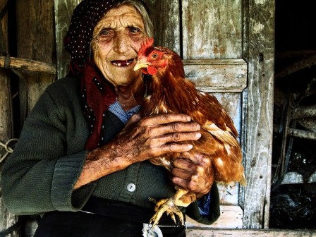 Margherita_Vitagliano_les_animaux_de_compagnie_poule.jpg