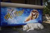 Marijke_Mooy_chien_glace_chaleur_couverture.jpg