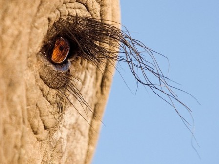 Marsel van Oosten éléphant mascara.jpeg