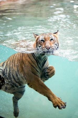 Mary Michelle Scott mettez un tigre dans votre piscine.jpg