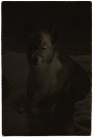 Masao_Yamamoto_l_oeil_etait_dans_le_chien_et_lui_donnait_un_regard_canin.jpg