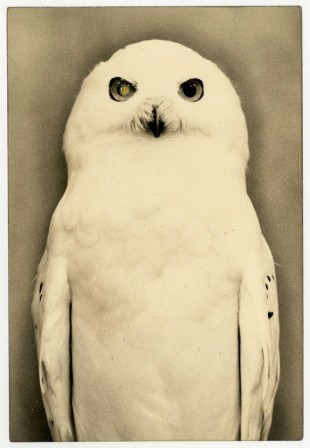 Masao Yamamoto les ailes le long du corps.jpg