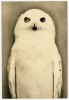 Masao Yamamoto les ailes le long du corps.jpg
