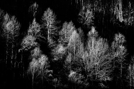 Massimo Magistrini la forêt noire.jpg