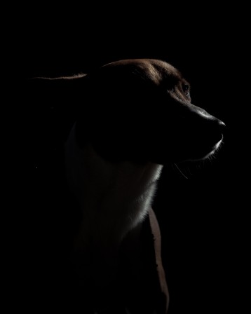 Matthieu_Raffard_chien_de_nuit.jpg