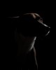 Matthieu_Raffard_chien_de_nuit.jpg