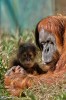 Menachem_Sinai_petit_singe_main.jpg