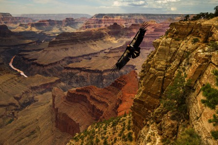 Michael_Lawenko_Dela_Paz_condor_grand_canyon.jpg