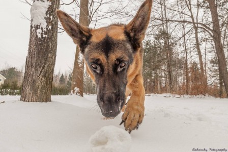 Michael_Lishansky_chien_boule_de_neige_l__hiver_arrive.jpg