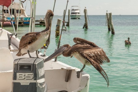 Michael Lishansky pelican les problèmes de moteur.jpg