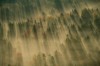 Michael_Melford_la_foret_revee.jpg