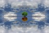 Milad_Safabakhsh_l_arbre_dans_le_ciel.jpg