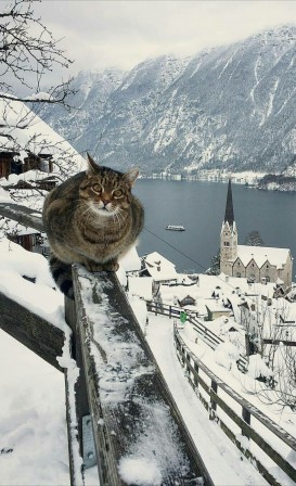 Minha Louca Paixão por gatos chat froid neige bonjour.jpg