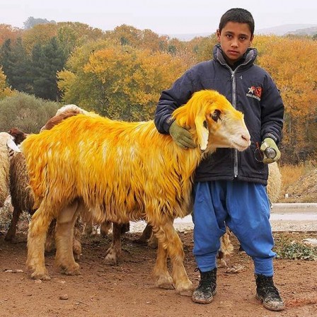 Mohsen_Hadizadeh_mouton_jaune_Iran.jpg