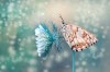 Mustafa_Ozturk_papillon_reine_des_fleurs.jpg