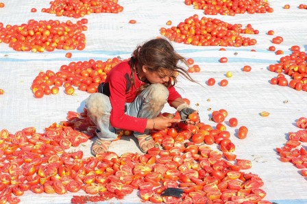 Mustafa Şengül tomate.jpg