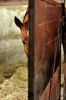 Nadia_Jung_cheval_entre_je_t_attendais.jpg